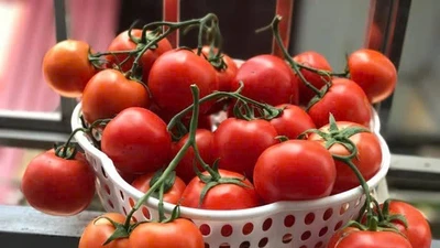 Mẹo đơn giản giúp cà chua tươi mọng suốt tháng mà không hỏng