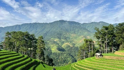 Săn mùa lúa xanh Mù Cang Chải, đi tour hay tự túc để ngắm trọn cảnh đẹp?