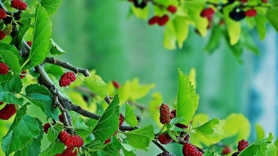 Loại lá từng bị bỏ quên, nay được săn lùng vì công dụng ngăn tóc bạc sớm