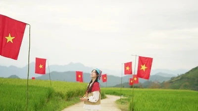 Đồng lúa bạt ngàn nhuộm cờ đỏ sao vàng, điểm sống ảo mới gần Hà Nội
