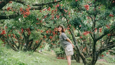 Lục Ngạn mùa vải chín đỏ rực hút chân du khách dịp hè