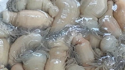 Đặc sản râu tua tủa ở miền Trung, ăn rồi là mê