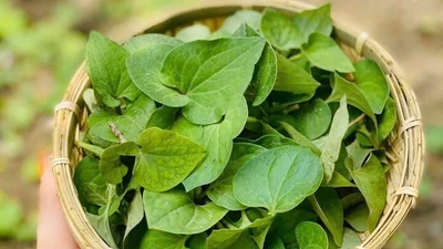 Rau diếp cá ăn kèm cá kho giúp giảm mỡ máu, thải độc gan