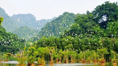 Du lịch sinh thái Việt Nam điểm ngắm chim quý lý tưởng cho du khách