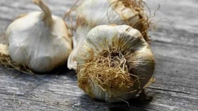 Loại tỏi tưởng vô hại nhưng có thể ảnh hưởng tiêu hóa, hại gan 