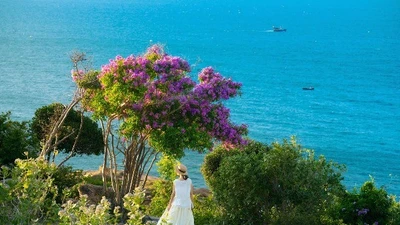 Hoa bằng lăng nhuộm tím Mũi Dinh, điểm đến không thể bỏ lỡ hè này