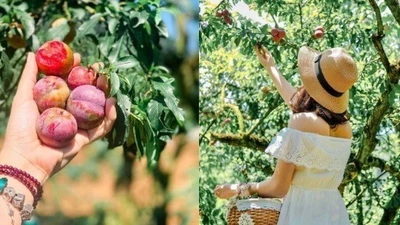 Hè về, dắt tay nhau lên Mộc Châu hái mận chín đỏ au