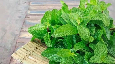Loại rau ăn mát lạnh, bổ hơn sữa, tốt cho sức khỏe