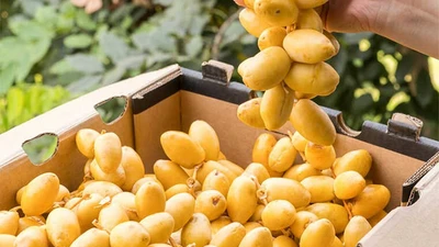 Loại quả "cắn dọc ngọt, cắn ngang chát" giúp chống oxy hóa, bổ máu