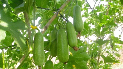 Ăn bí đao đúng cách giúp đẹp da, giữ dáng, chống nắng