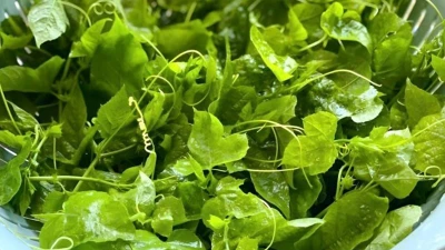 Bí quyết cải thiện mất ngủ bằng rau lạc tiên an toàn, lành tính