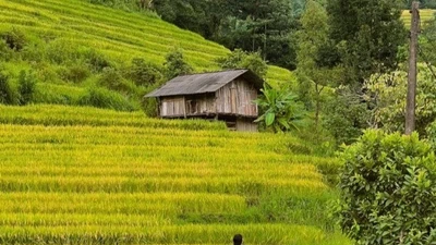 Nậm Cang vào mùa lúa chín đẹp nao lòng, hút giới trẻ săn ảnh