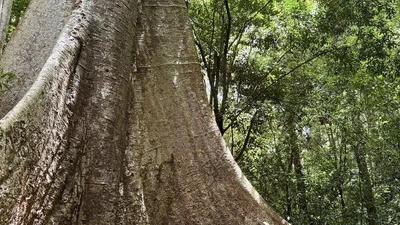 Hè về đến Nam Cát Tiên, trú nắng dưới tán rừng xanh mát