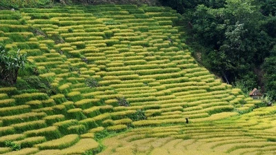 Giữa núi rừng Quảng Ngãi, ruộng bậc thang Ngọc Linh rực rỡ vào mùa