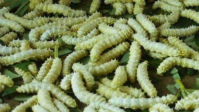 Thách thức lòng can đảm với 3 món đặc sản "động đậy" ở Việt Nam
