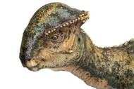 Phát sợ hộp sọ dị của khủng long chuyên dùng đầu để đánh nhau