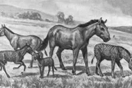 Sự thật khó tin về tổ tiên của loài ngựa