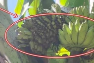 Cây chuối xuất hiện 'điềm lạ', dân làng kéo tới xem nườm nượp