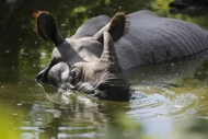 Năng lực đáng kinh ngạc của loài tê giác khổng lồ nhất châu Á