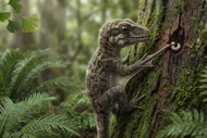 Khủng long tí hon sống trên cây như khỉ với cánh tay dài kỳ lạ