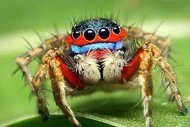 Năng lực siêu phàm của loài nhện sặc sỡ có nhiều ở Việt Nam