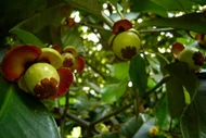 Sự thật kỳ thú về loài cây cho quả được mệnh danh 'nữ hoàng trái cây'