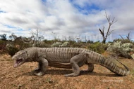 Khiếp đảm loài kỳ đà dài 7 mét gieo rắc kinh hoàng khắp châu Úc 