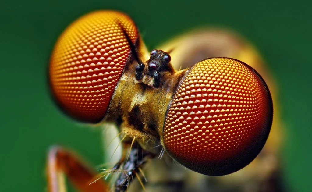 View - Vì sao muỗi luôn tìm thấy bạn, dù trốn đến đâu chăng nữa? | Báo Tri thức và Cuộc sống - TIN TỨC PHỔ BIẾN KIẾN THỨC 24H