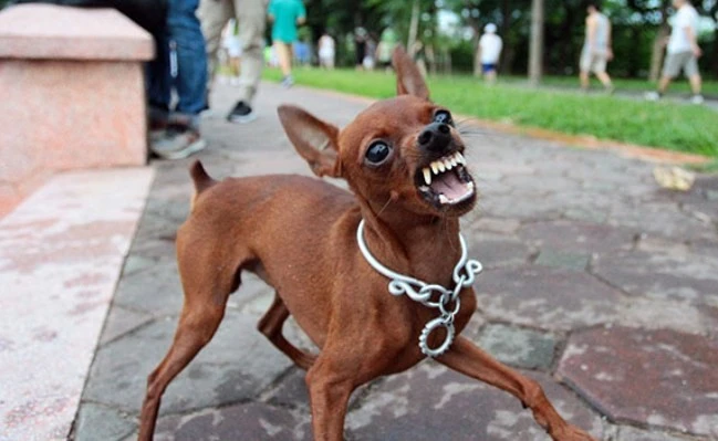 58 người tử vong do bệnh dại, Bộ Y tế hướng dẫn cách phòng tránh