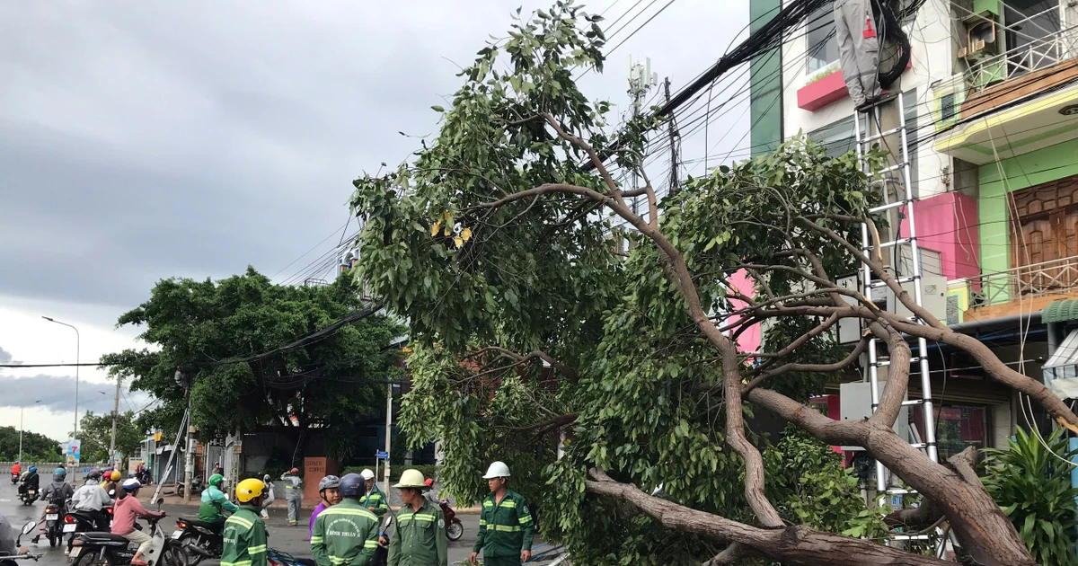 View - Cây xanh bật gốc trong cơn mưa lớn ở TP HCM và Lâm Đồng | Báo Tri thức và Cuộc sống - TIN TỨC PHỔ BIẾN KIẾN THỨC 24H