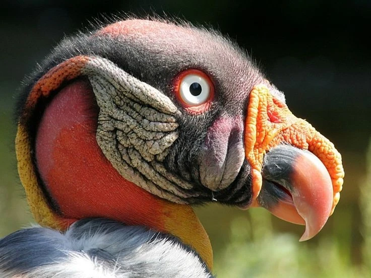 View - Ngoại hình gây sốc của loài chim ăn xác thối kỳ dị nhất hành tinh | Báo Tri thức và Cuộc sống - TIN TỨC PHỔ BIẾN KIẾN THỨC 24H