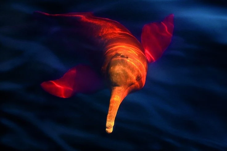 View - Loài vật bí ẩn nhất rừng rậm Amazon, có tập tính giao phối hết sức kỳ lạ | Báo Tri thức và Cuộc sống - TIN TỨC PHỔ BIẾN KIẾN THỨC 24H