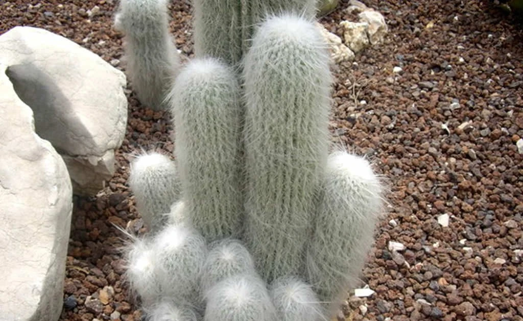 View - Loài cây trông như ông già râu bạc, giới chơi cảnh ráo riết săn lùng | Báo Tri thức và Cuộc sống - TIN TỨC PHỔ BIẾN KIẾN THỨC 24H