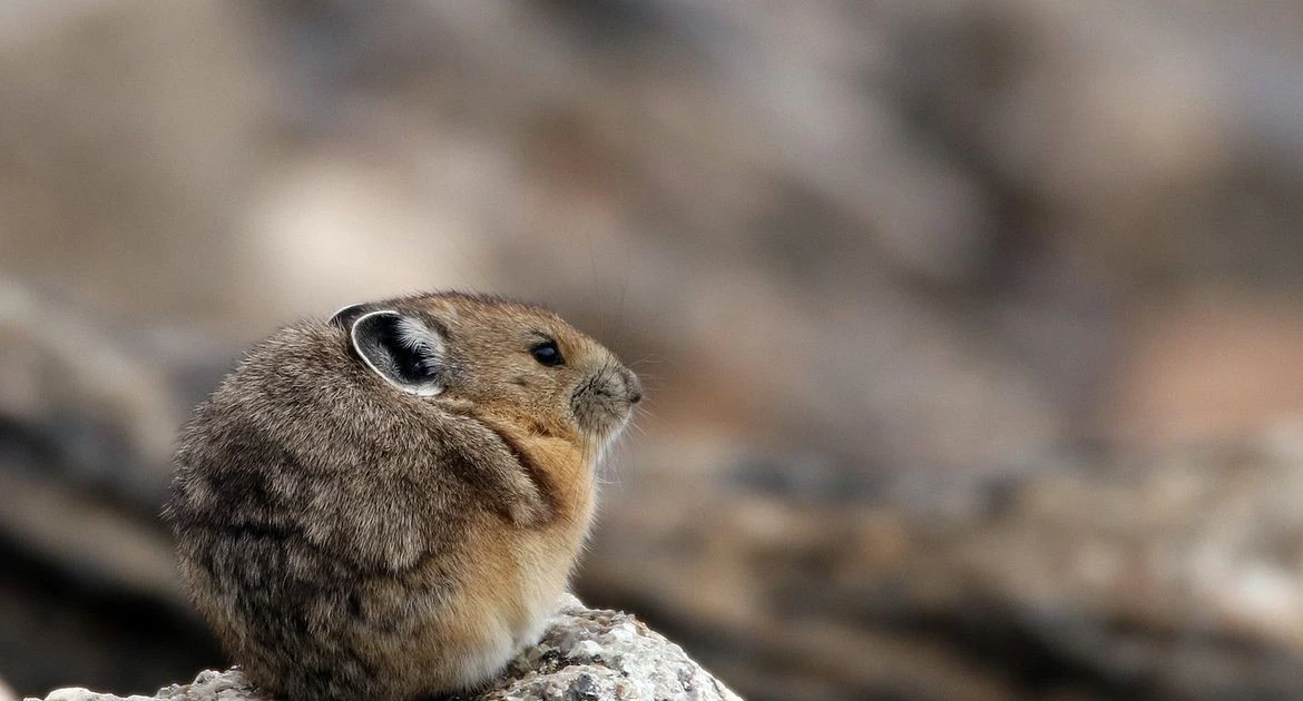 Gallery - Tiếng kêu kỳ dị của loài 'thỏ đá' chỉ có ở vùng cao Bắc Mỹ | Báo Tri thức và Cuộc sống - TIN TỨC PHỔ BIẾN KIẾN THỨC 24H