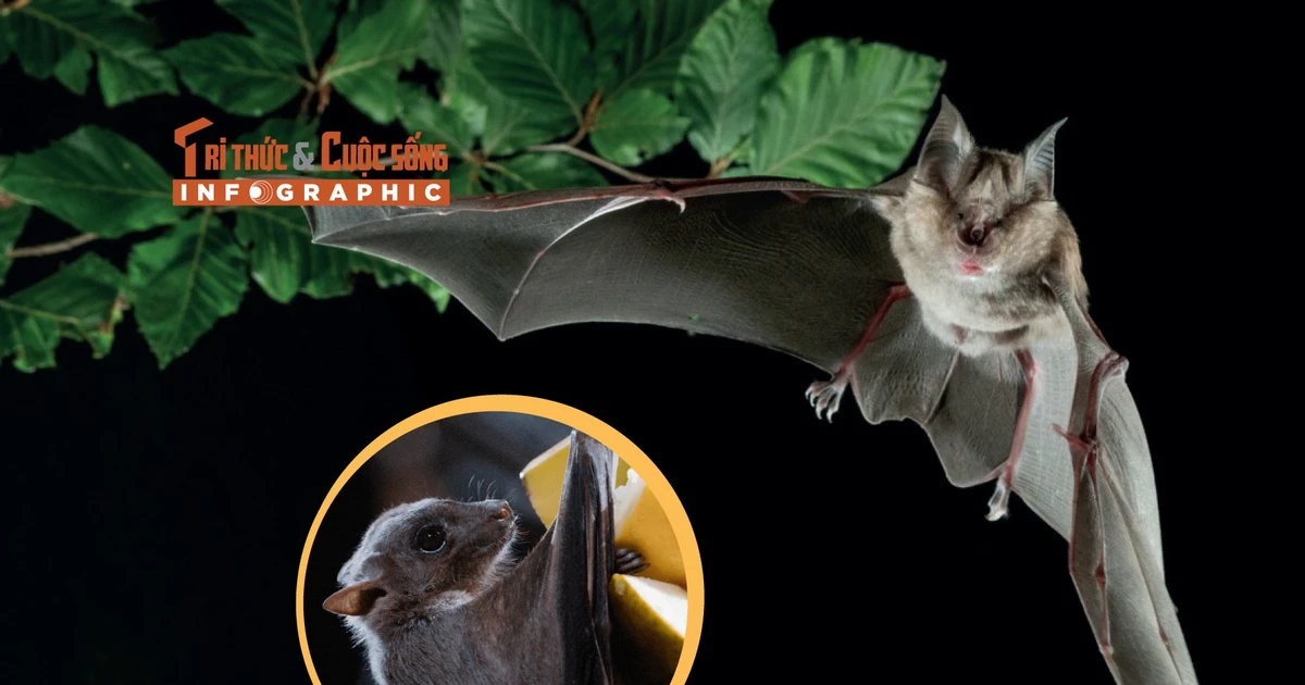 Gallery - Infographic: Loạt sự thật kỳ thú về loài dơi | Báo Tri thức và Cuộc sống - TIN TỨC PHỔ BIẾN KIẾN THỨC 24H