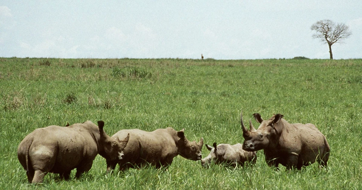 View - Khám phá nơi sinh sống kỳ bí của loài thú hiếm nhất thế giới | Báo Tri thức và Cuộc sống - TIN TỨC PHỔ BIẾN KIẾN THỨC 24H