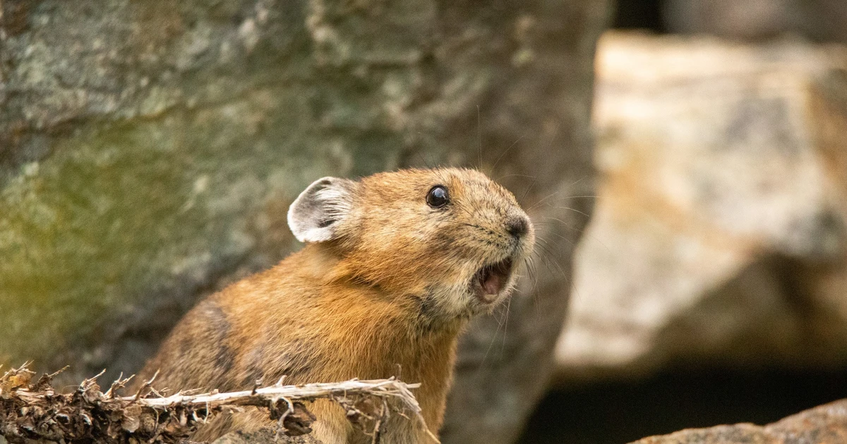 View - Kỳ thú loài 'thỏ lai chuột', biết trữ thức ăn cực khéo | Báo Tri thức và Cuộc sống - TIN TỨC PHỔ BIẾN KIẾN THỨC 24H