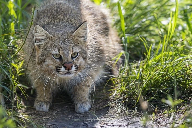 Gallery - Loài mèo cực dị thay đổi ngoại hình theo nơi ở, chỉ có ở Nam Mỹ | Báo Tri thức và Cuộc sống - TIN TỨC PHỔ BIẾN KIẾN THỨC 24H