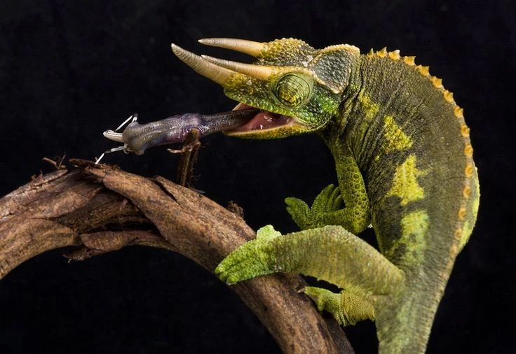 Gallery - Tắc kè 3 sừng độc dị nhiều người lùng làm cảnh | Báo Tri thức và Cuộc sống - TIN TỨC PHỔ BIẾN KIẾN THỨC 24H