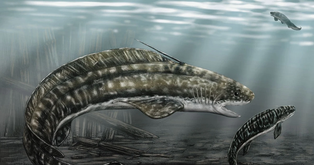 View - Cận cảnh loài cá mập nước ngọt dị dạng, nhìn như con cá chạch | Báo Tri thức và Cuộc sống - TIN TỨC PHỔ BIẾN KIẾN THỨC 24H