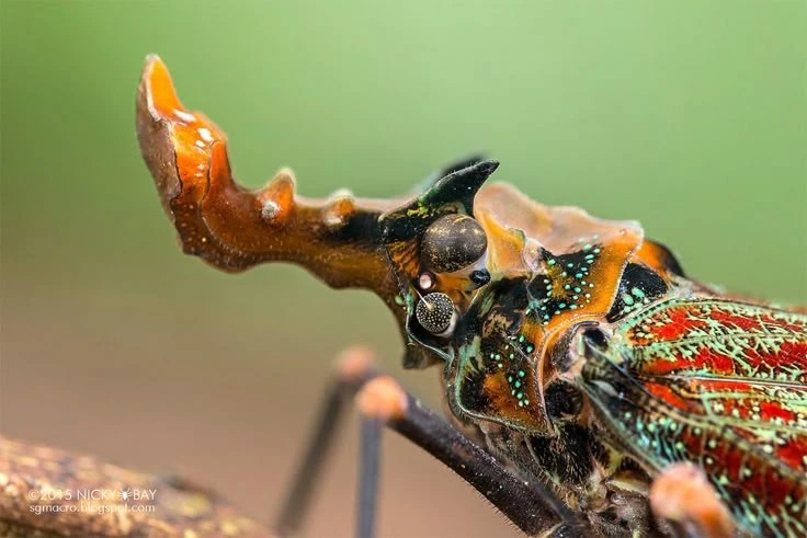 View - Ve sầu đầu rồng kỳ lạ, 'gây mê' dân săn bùa hộ mệnh | Báo Tri thức và Cuộc sống - TIN TỨC PHỔ BIẾN KIẾN THỨC 24H