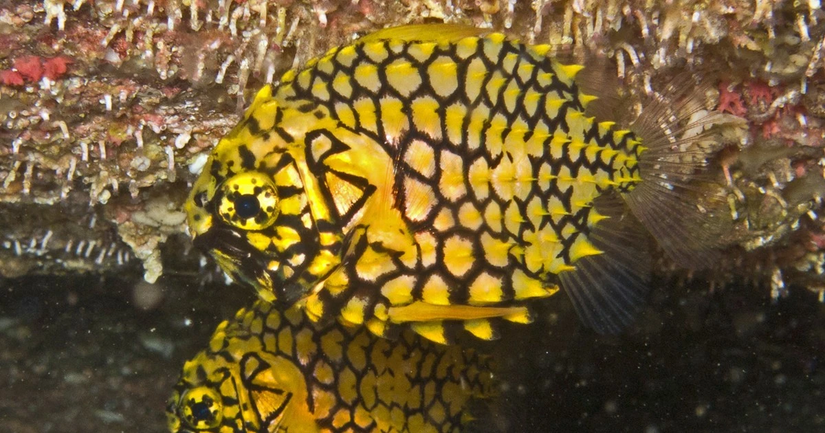 View - Loài cá dị dạng giống hệt quả dứa, hiếm có nhất thế giới | Báo Tri thức và Cuộc sống - TIN TỨC PHỔ BIẾN KIẾN THỨC 24H