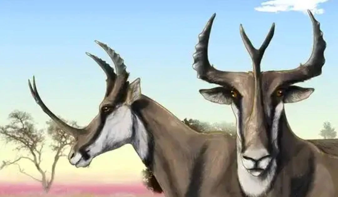 View - Khó tin loài vật móng guốc có cặp sừng dị nhất thế giới | Báo Tri thức và Cuộc sống - TIN TỨC PHỔ BIẾN KIẾN THỨC 24H