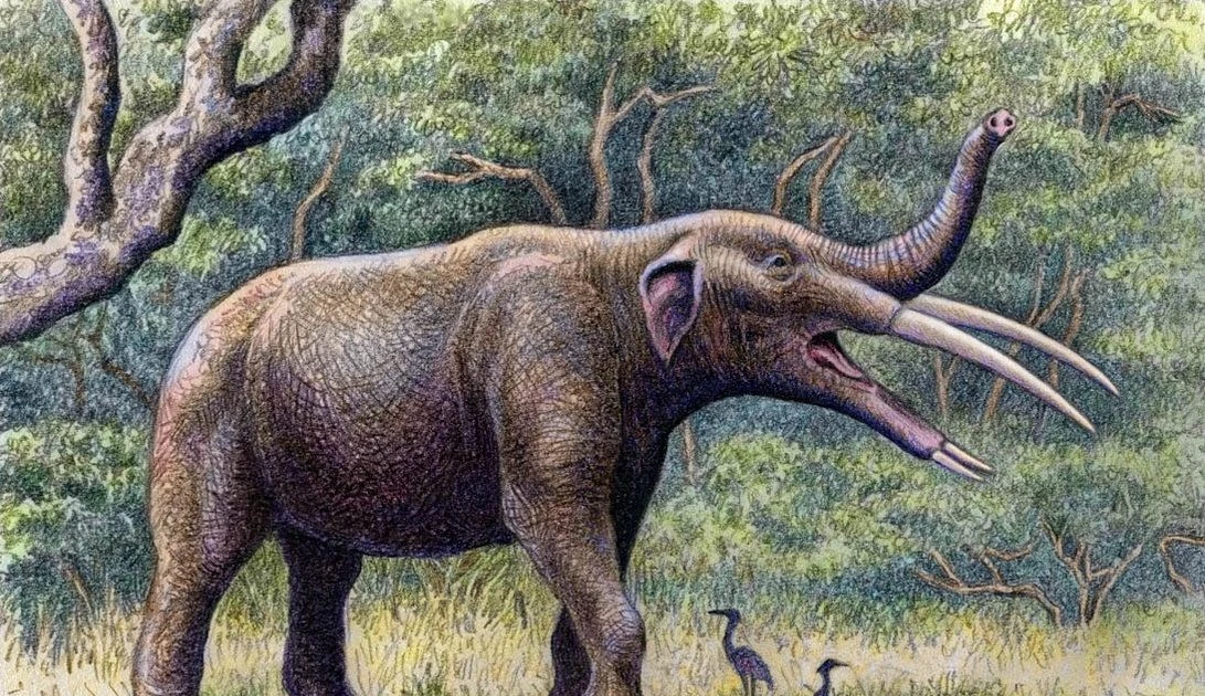 View - 'Quái vật' voi 4 ngà, đầu như cái xẻng, từng lang thang khắp thế giới | Báo Tri thức và Cuộc sống - TIN TỨC PHỔ BIẾN KIẾN THỨC 24H