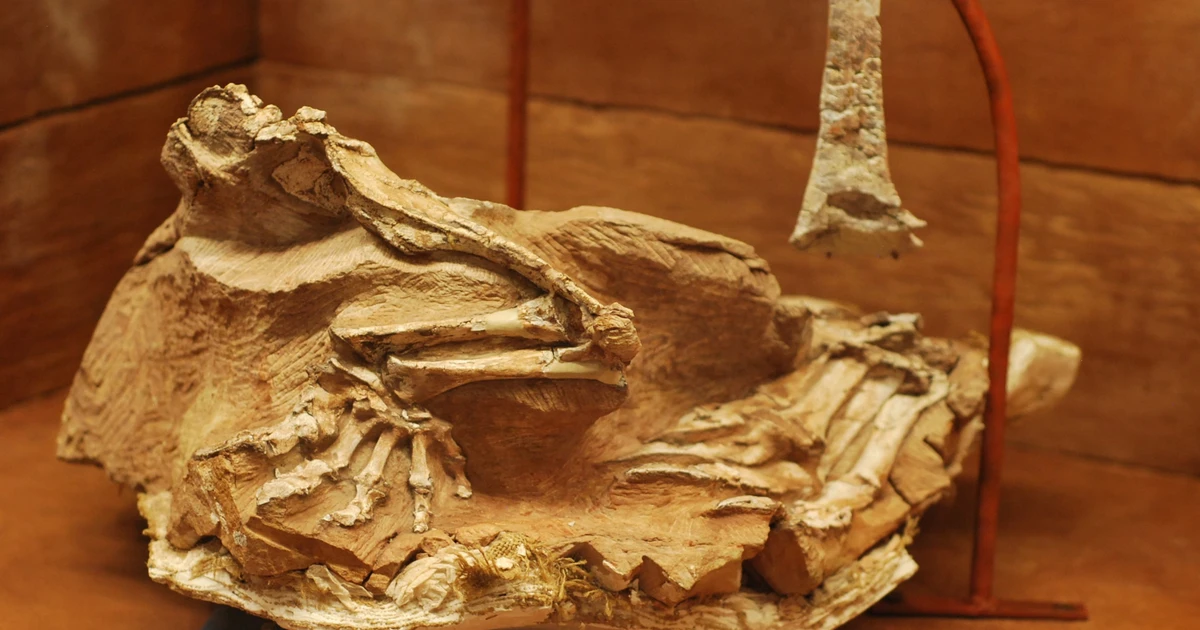 View - Hóa thạch đẹp hoàn hảo của loài khủng long được mệnh danh là 'thần cát' | Báo Tri thức và Cuộc sống - TIN TỨC PHỔ BIẾN KIẾN THỨC 24H