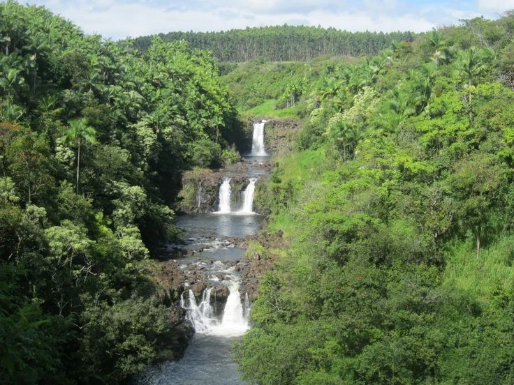 View - Loài khỉ đột quý hiếm cuối cùng ẩn náu tại vùng bảo tồn châu Phi | Báo Tri thức và Cuộc sống - TIN TỨC PHỔ BIẾN KIẾN THỨC 24H