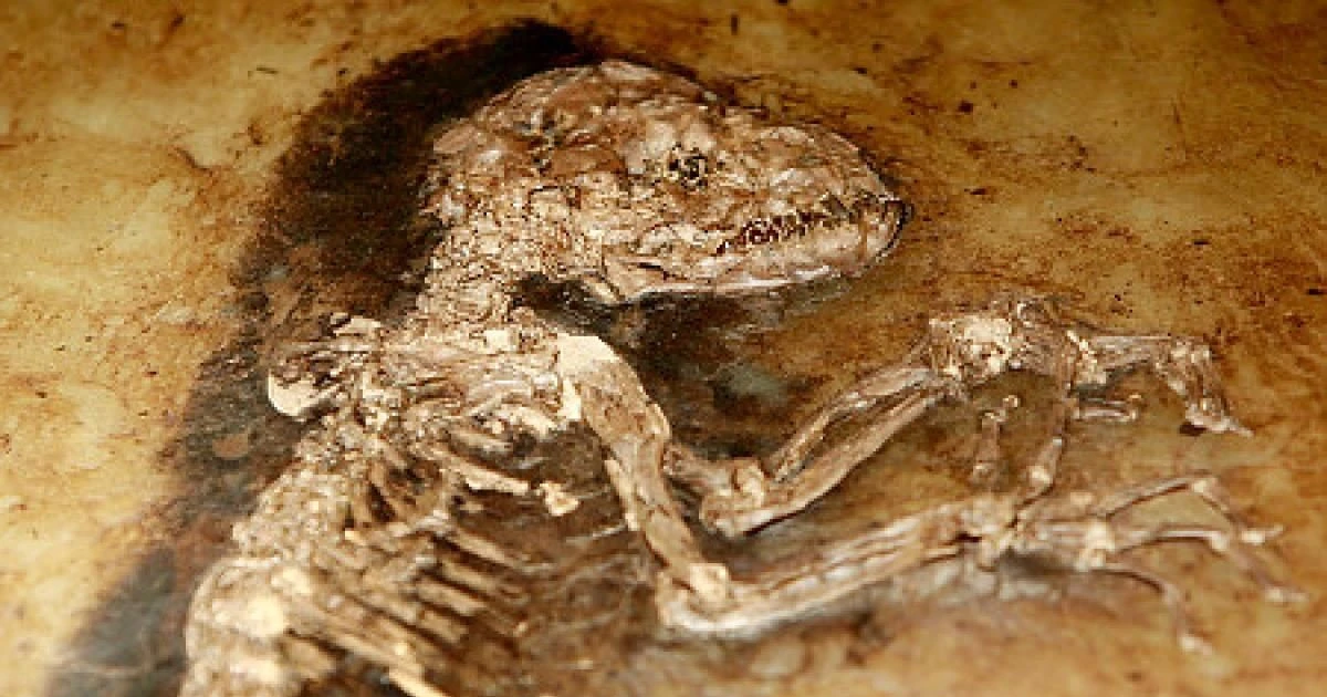 View - Hóa thạch hiếm hoi, bằng chứng về buổi bình minh tiến hóa loài người | Báo Tri thức và Cuộc sống - TIN TỨC PHỔ BIẾN KIẾN THỨC 24H