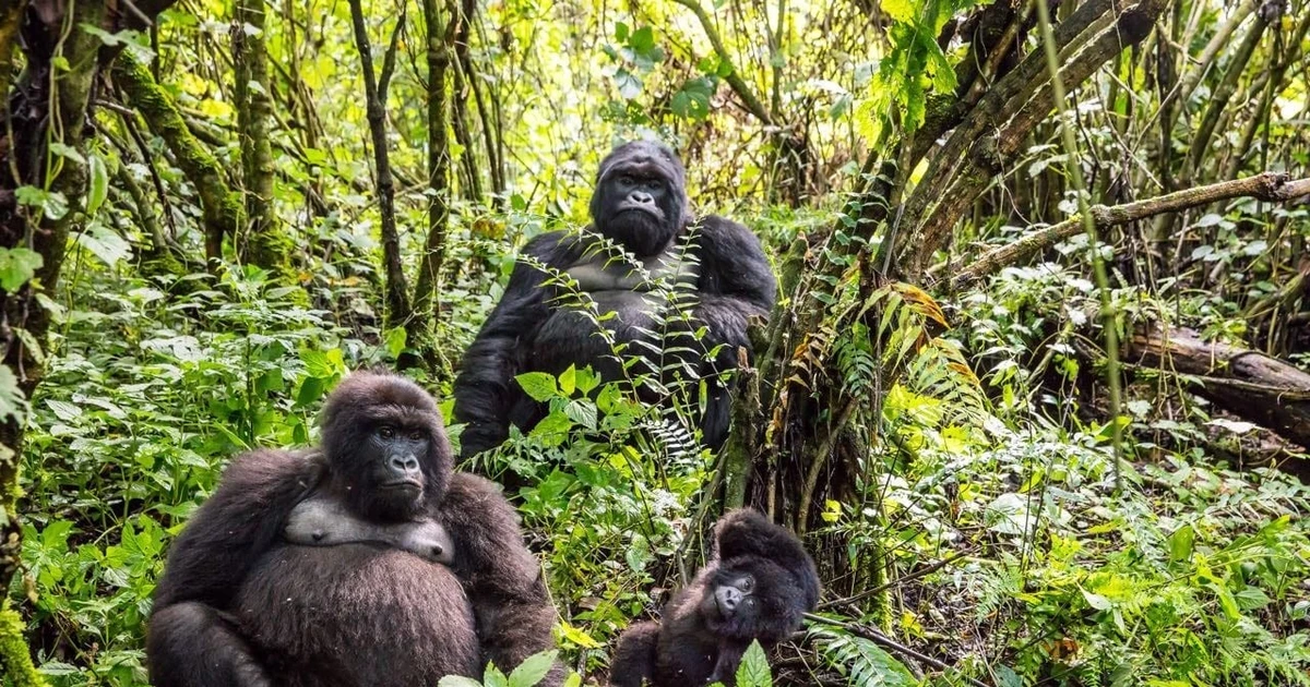 View - Tận thấy thánh địa của loài khỉ lớn nhất còn tồn tại trên thế giới | Báo Tri thức và Cuộc sống - TIN TỨC PHỔ BIẾN KIẾN THỨC 24H
