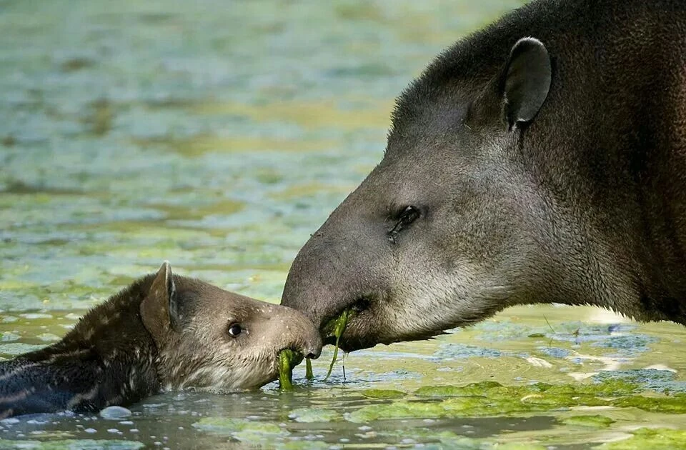 View - Lạ đời loài vật nửa voi nửa heo chỉ có trong rừng rậm Nam Mỹ | Báo Tri thức và Cuộc sống - TIN TỨC PHỔ BIẾN KIẾN THỨC 24H