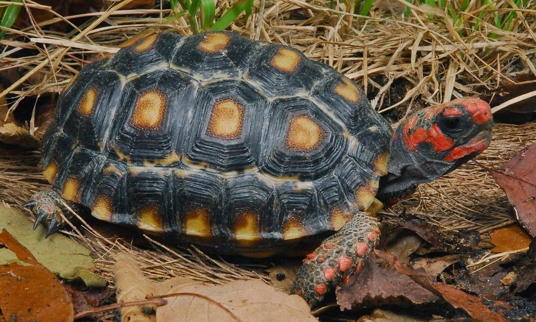 View - Cận cảnh loài rùa có màu sắc kỳ lạ, dân chơi ráo riết lùng | Báo Tri thức và Cuộc sống - TIN TỨC PHỔ BIẾN KIẾN THỨC 24H
